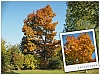 Arbre6.jpg