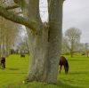 Arbre_acheval.jpg