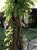 Arbres_a_toiles.jpg
