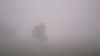 Arbrume.jpg