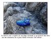 Bleue.jpg
