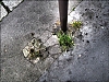 Campagne_a_Paris.jpg