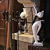 Cat.jpg