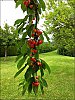 Cerises.jpg