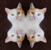 ChatNuc.jpg