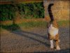 Chatombre.jpg