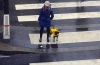 ChienJaune2.jpg