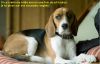 Chien_de_Phil.jpg