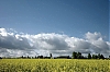 Colza13.jpg