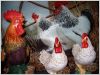 Coq_et_mesdames.jpg