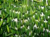 Cornichons.jpg