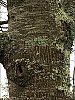 Elephantree.jpg
