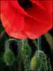 Fleur1.jpg