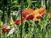 Fleurs3.jpg