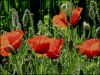 Fleurs4.jpg