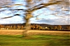 Folarbre.jpg