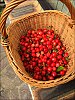 Fruits.jpg