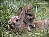 Lapin2.jpg