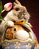 Lapins_paques.jpg