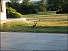 Le_merle_et_le_lapin2.jpg