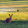 Le_merle_et_le_lapin~0.jpg
