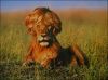 Lion_travesti.jpg
