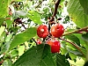 Marroncerises.jpg