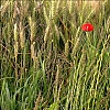 Marronseul.jpg