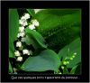Muguet.jpg
