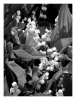 Muguet~0.jpg