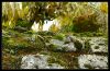 Mur1004bbc.jpg