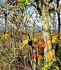 Orange.jpg