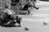 Pigeon.jpg