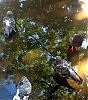 Pigeons.jpg