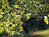 Poire~0.jpg