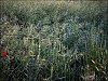 Rencontre~2.jpg