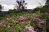 Roses2~0.jpg
