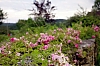 Roses3.jpg