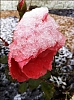 Rosesorbet.jpg