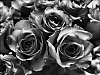 Roses~0.jpg