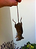Souriceau.jpg