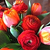 Tulipes_et_renoncules2.jpg