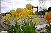 Tulipesmai13.jpg