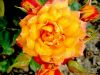 Une_rose_pour_la_D_.jpg