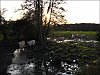 Vaches.jpg