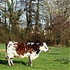 Vache~0.jpg