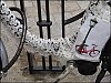 Velodentelle2.jpg