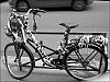 Velozebre.jpg