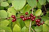 lonicera_xylosteum.jpg