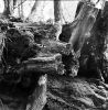 arbres_morts.jpg